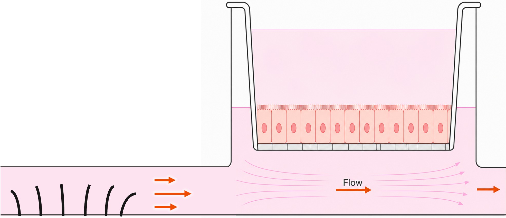 Cross-section schematic: cilia in the channel drive flow underneath the cell layer in a well insert
