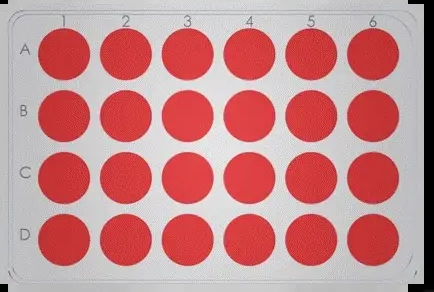 Standard 24 well-plate: static culture in every well